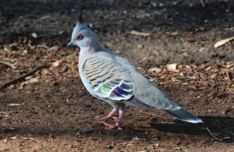 Pigeon, Crested
