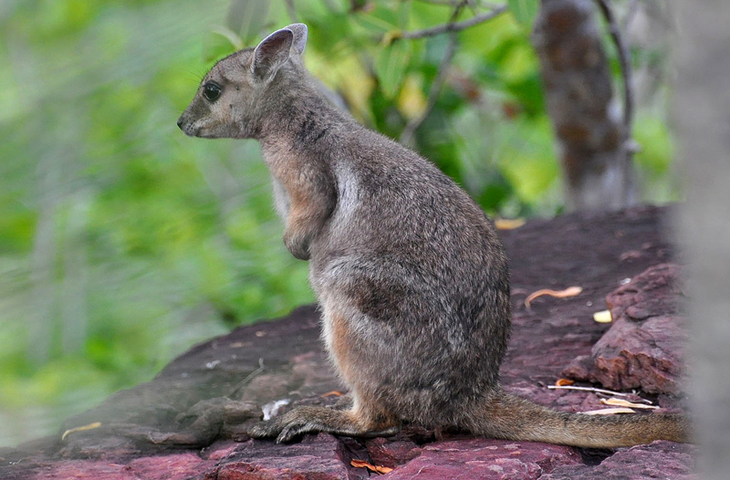 Wallaby, Short-eared Rock (general or male)