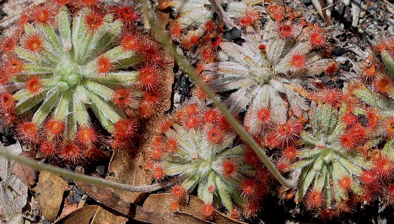 Sundew