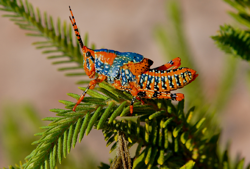 Plant, eaten by Leichhardt Grasshopper
