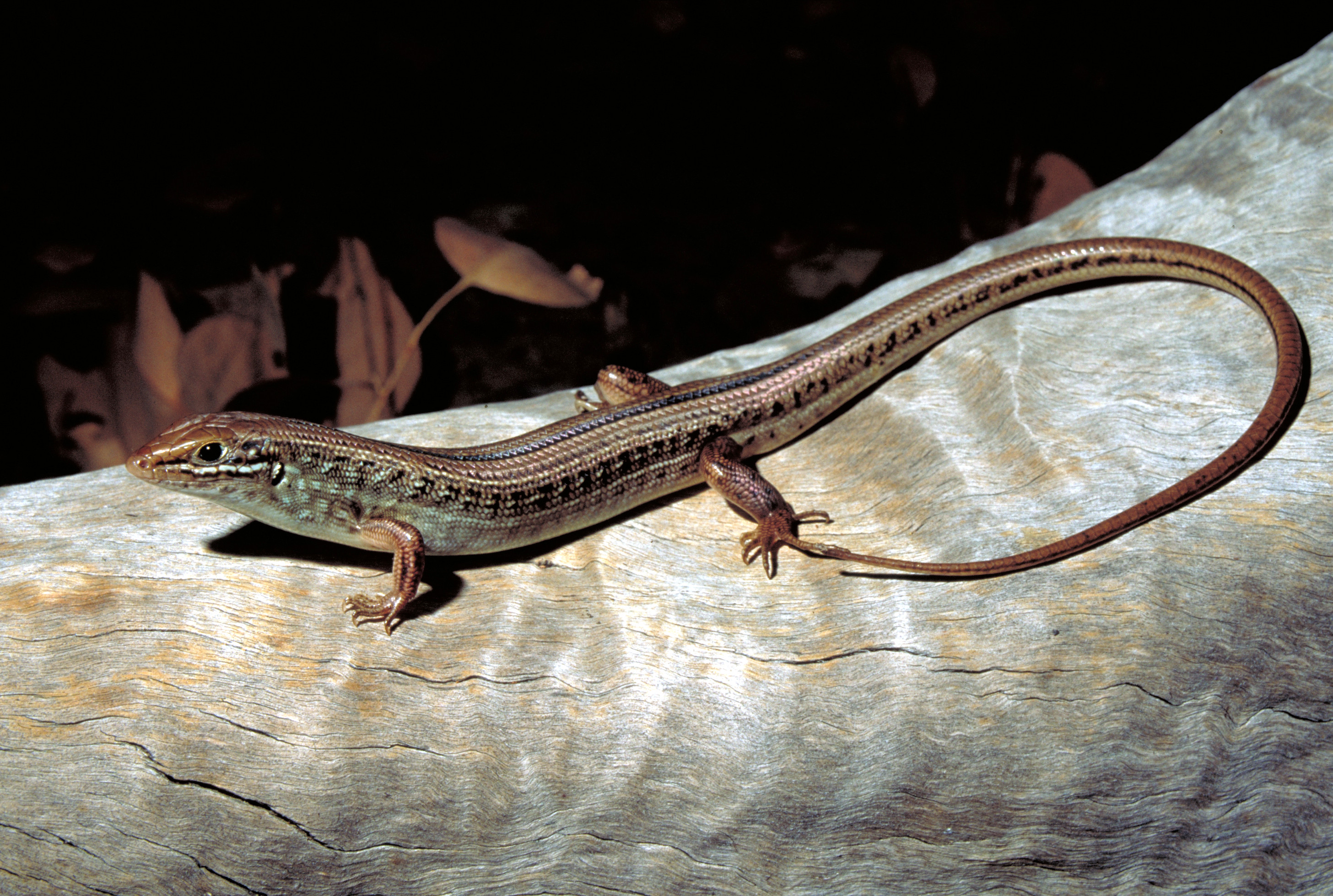 Skink, Large