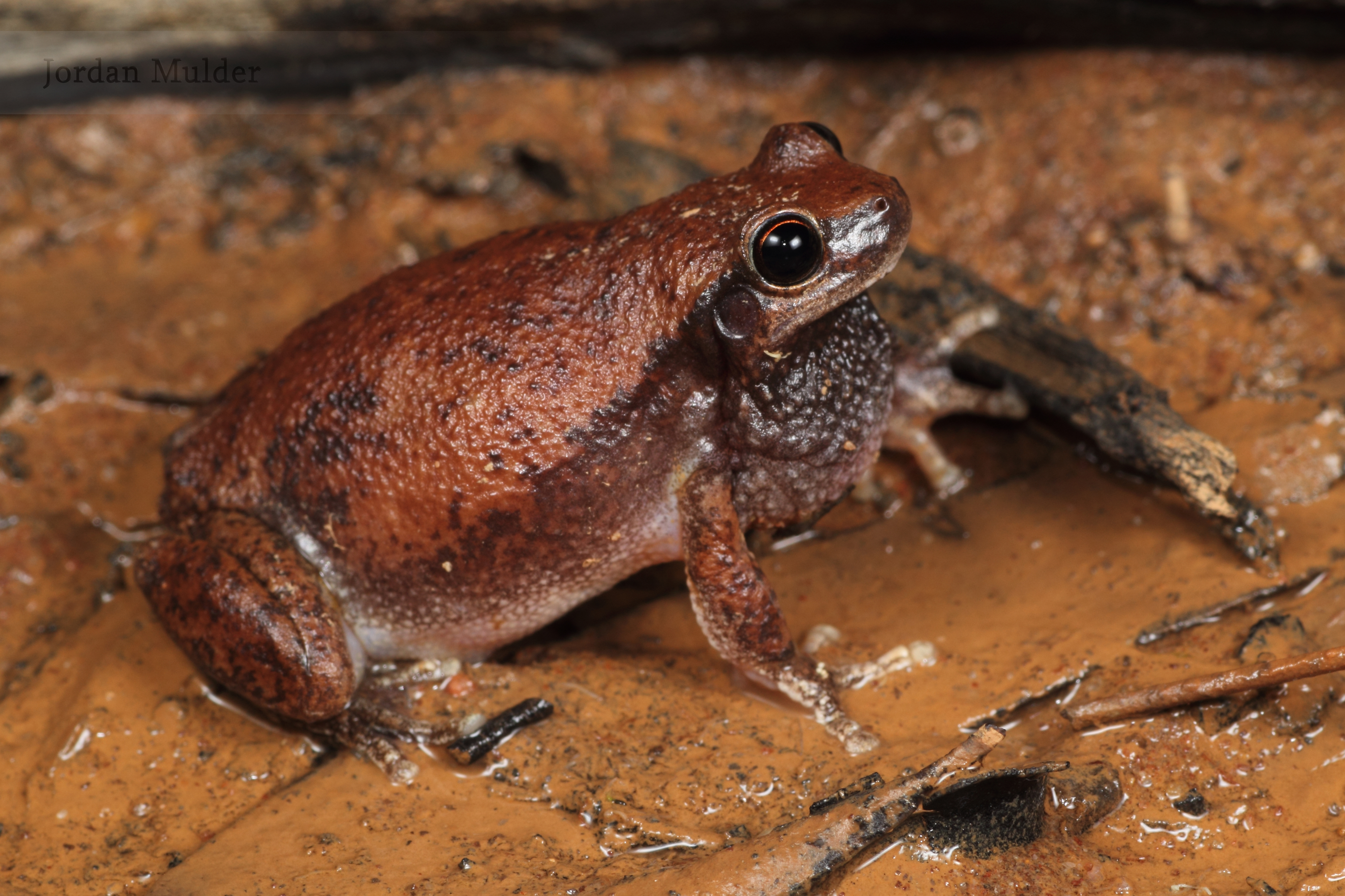 Frog, Little Red Tree