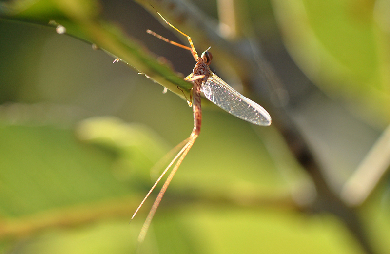 Mayfly