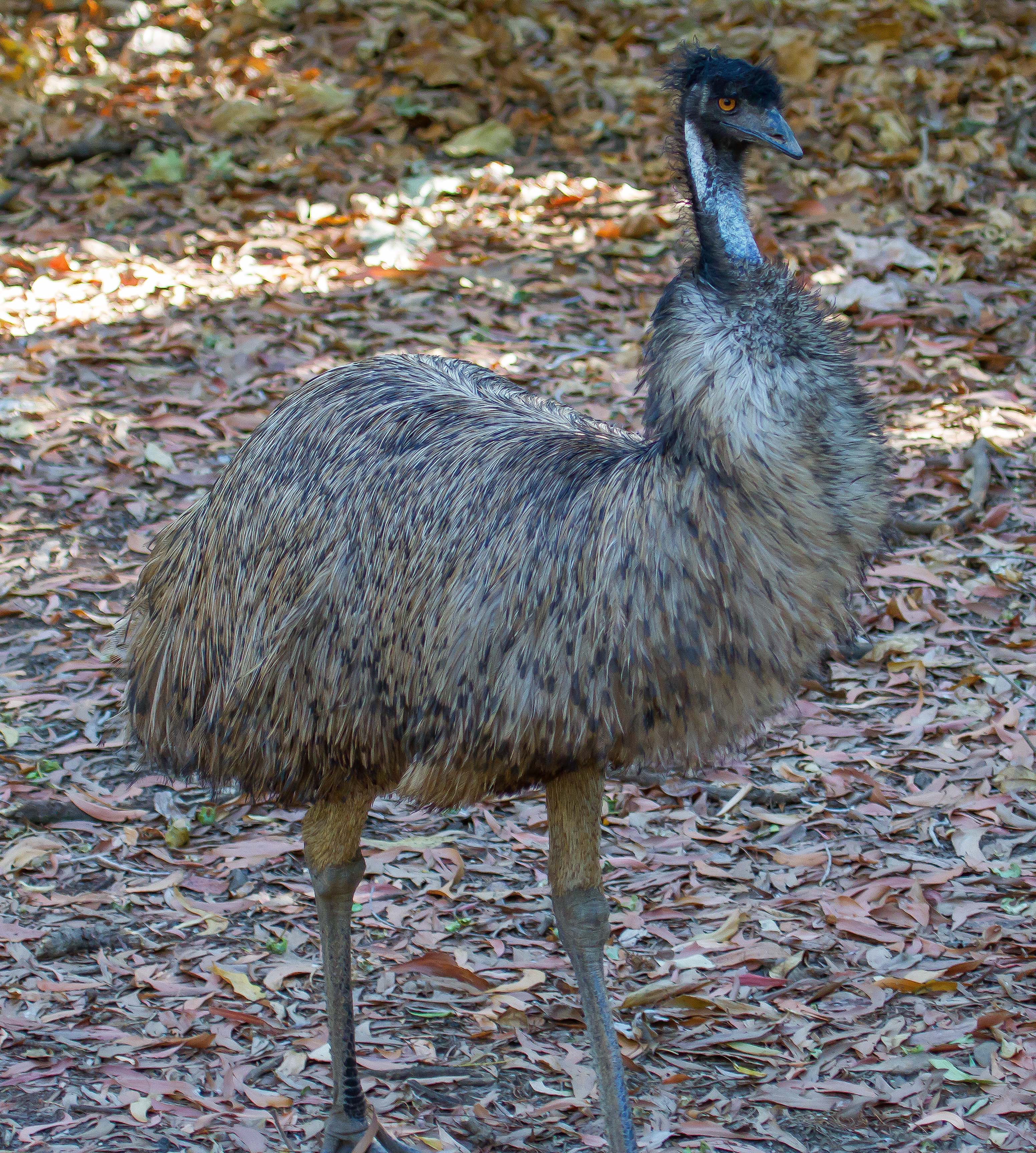 Emu