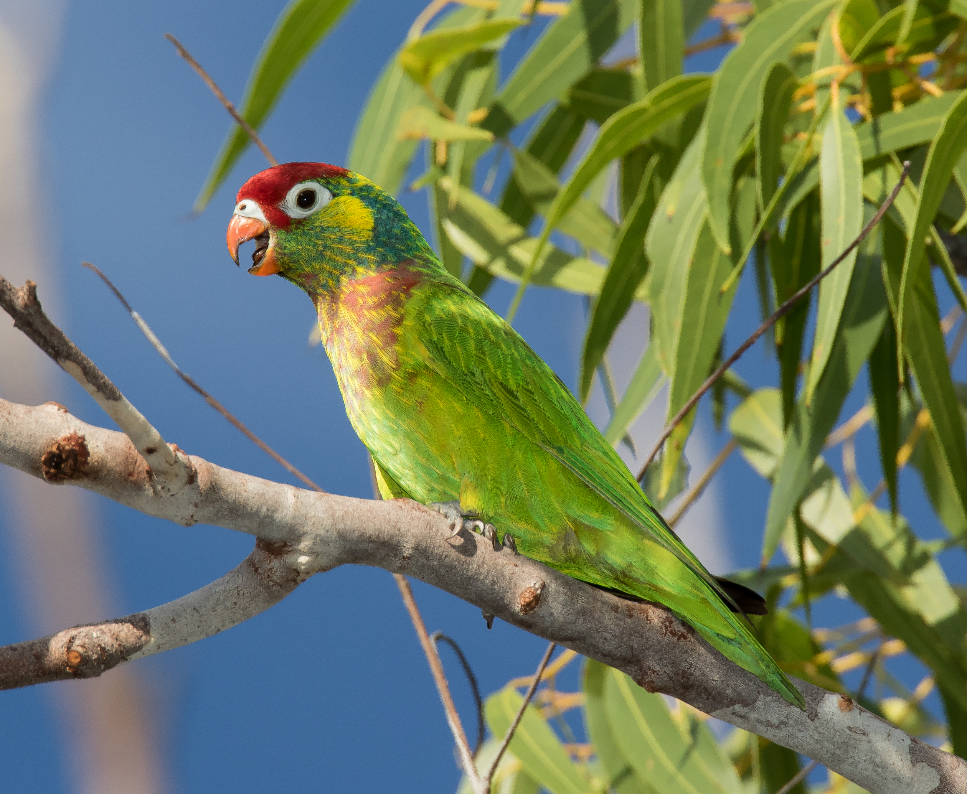 Lorikeet, Varied