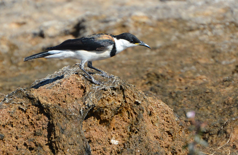 Honeyeater, Banded