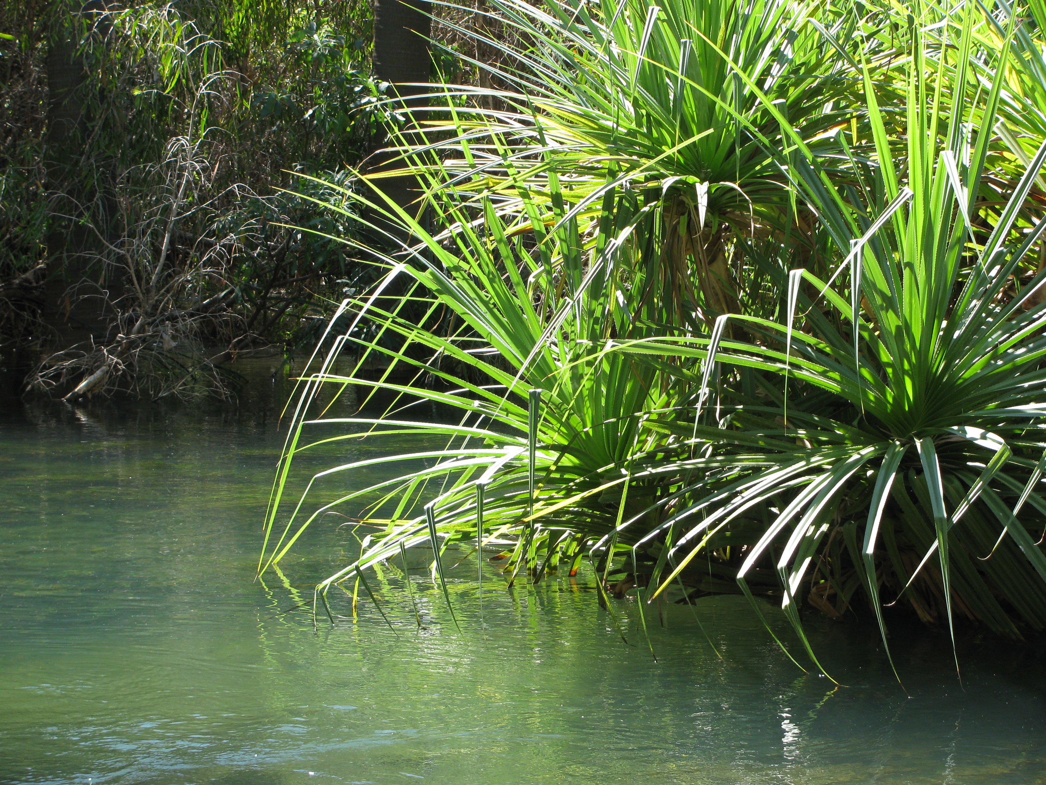 Pandanus, River