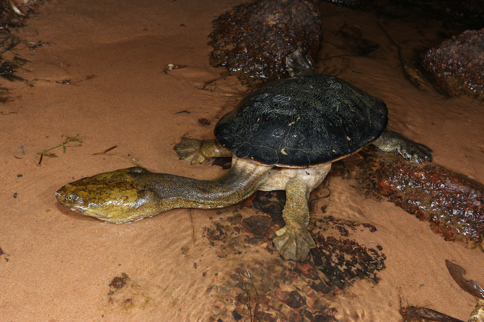 Turtle, Sandstone Long-necked