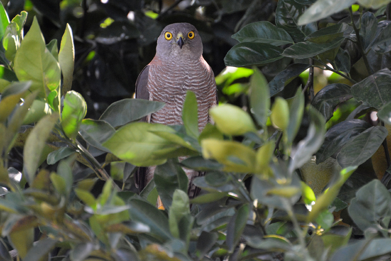 Sparrowhawk, Collared