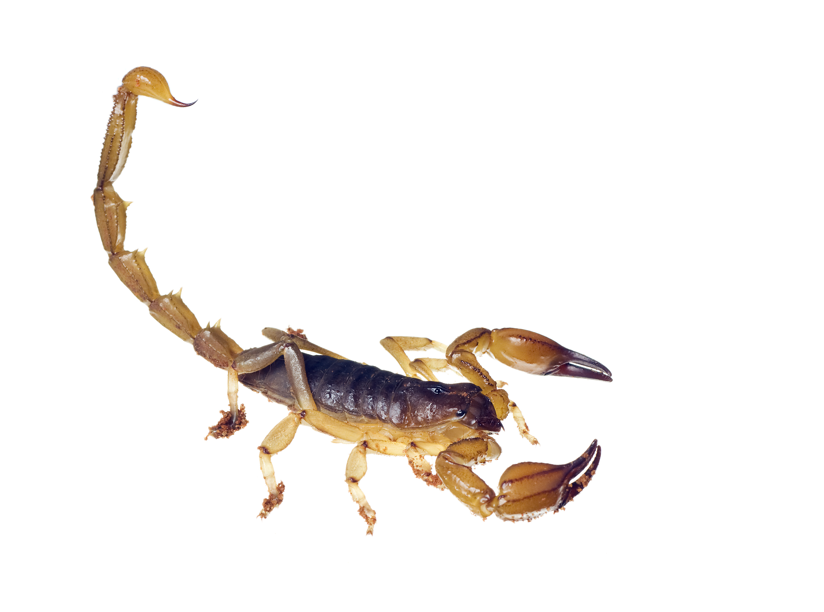 Scorpion
