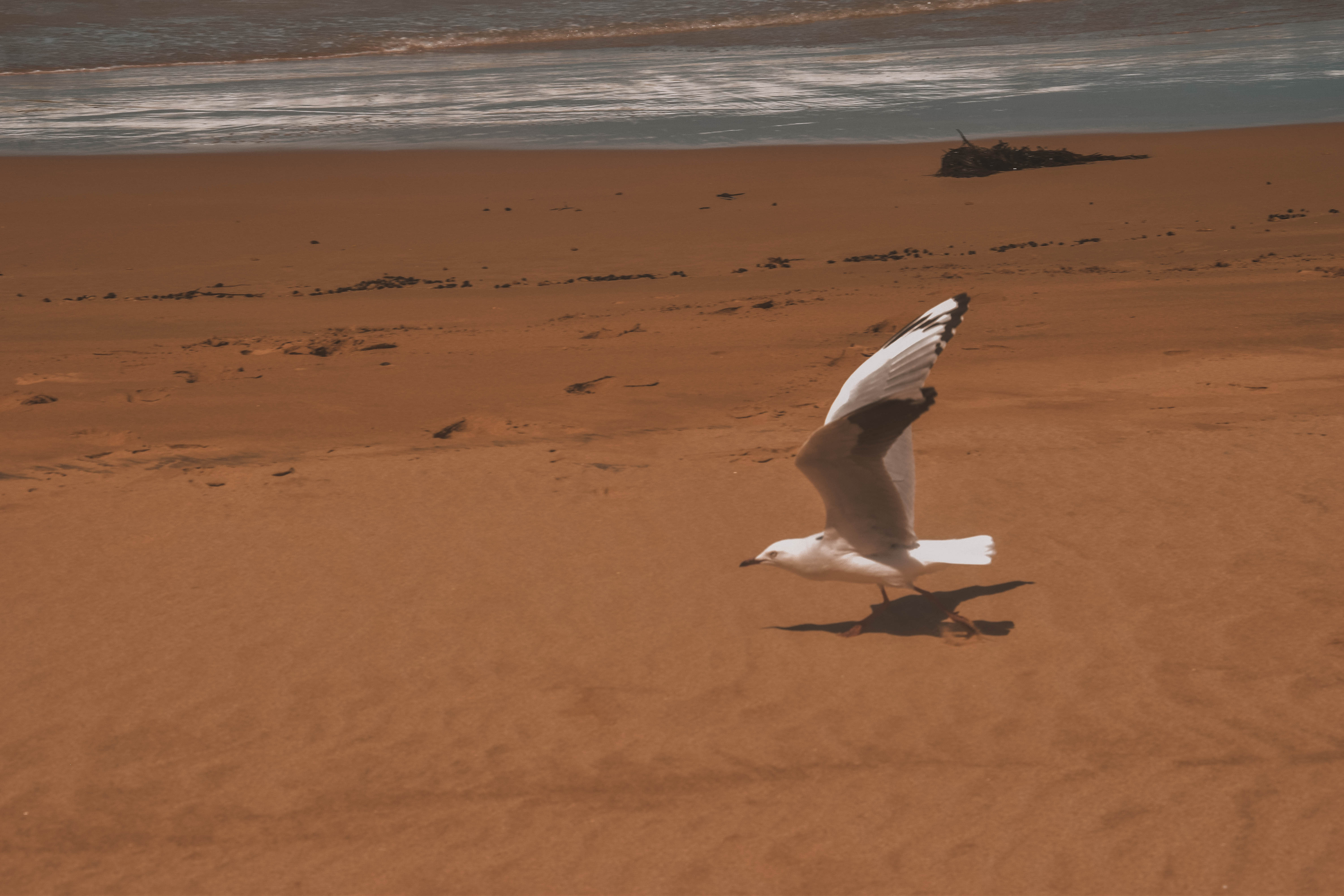 wings