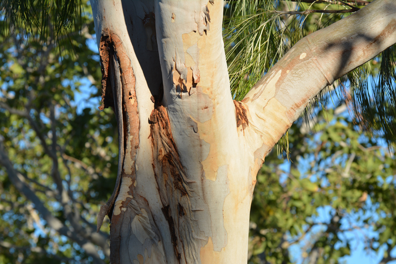 Gumtree, White