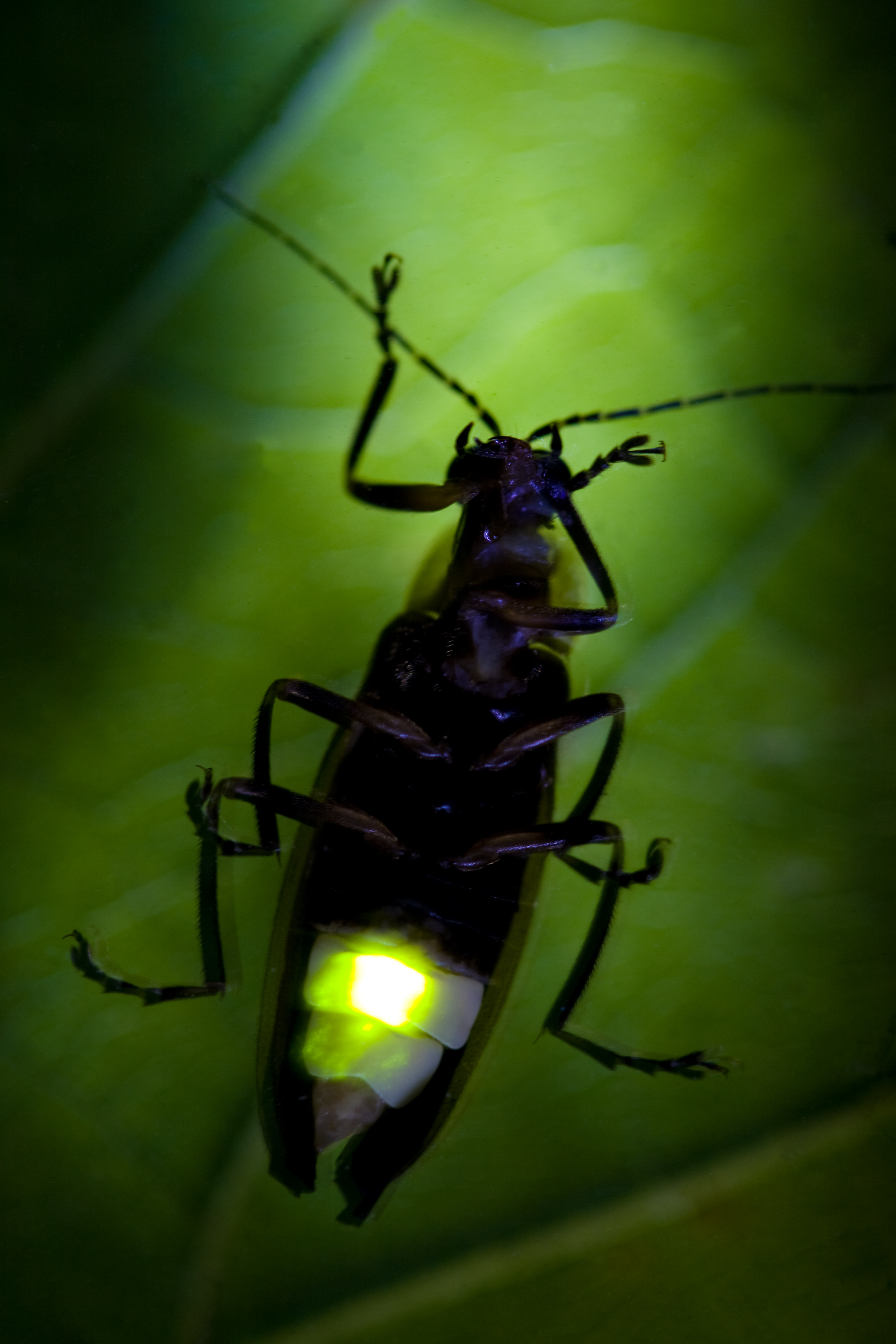 Firefly