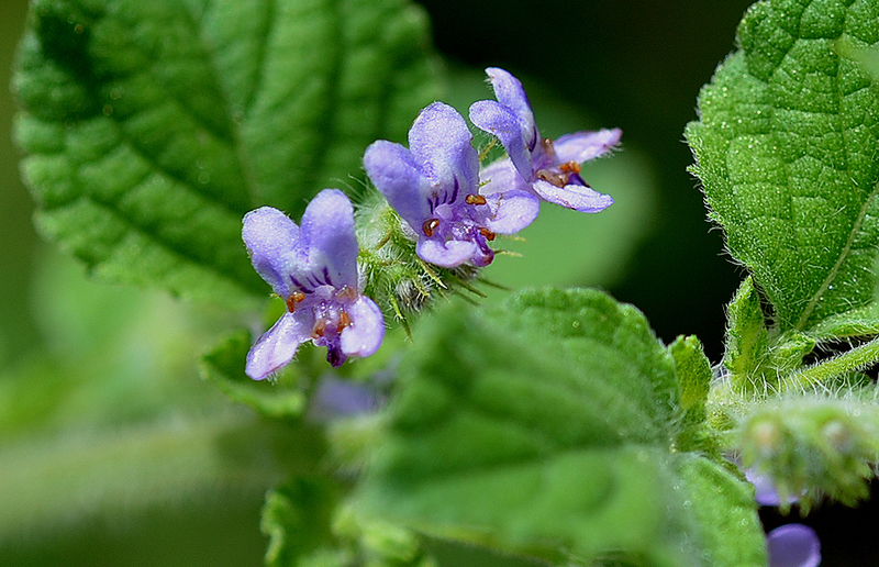 Horehound