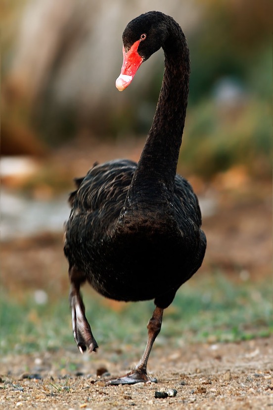 Black swan