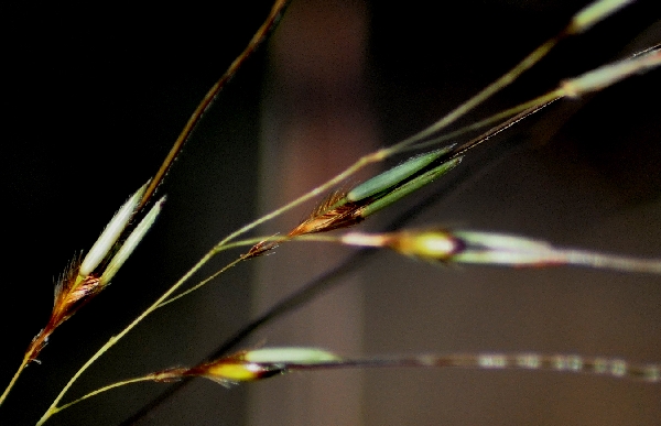 Grass, Three-awn