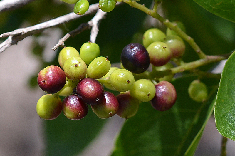 Currant, Black