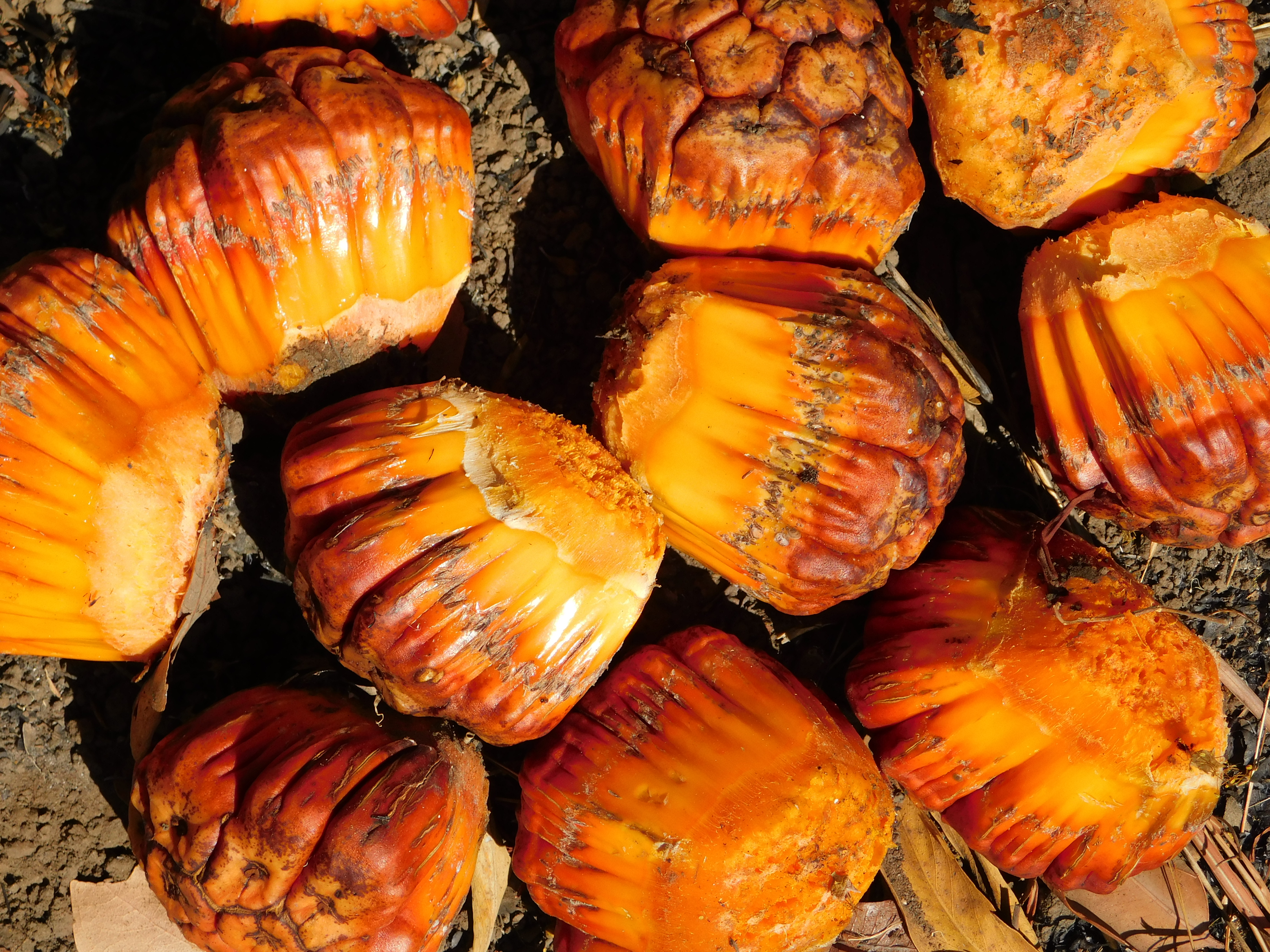 seed (pandanus)