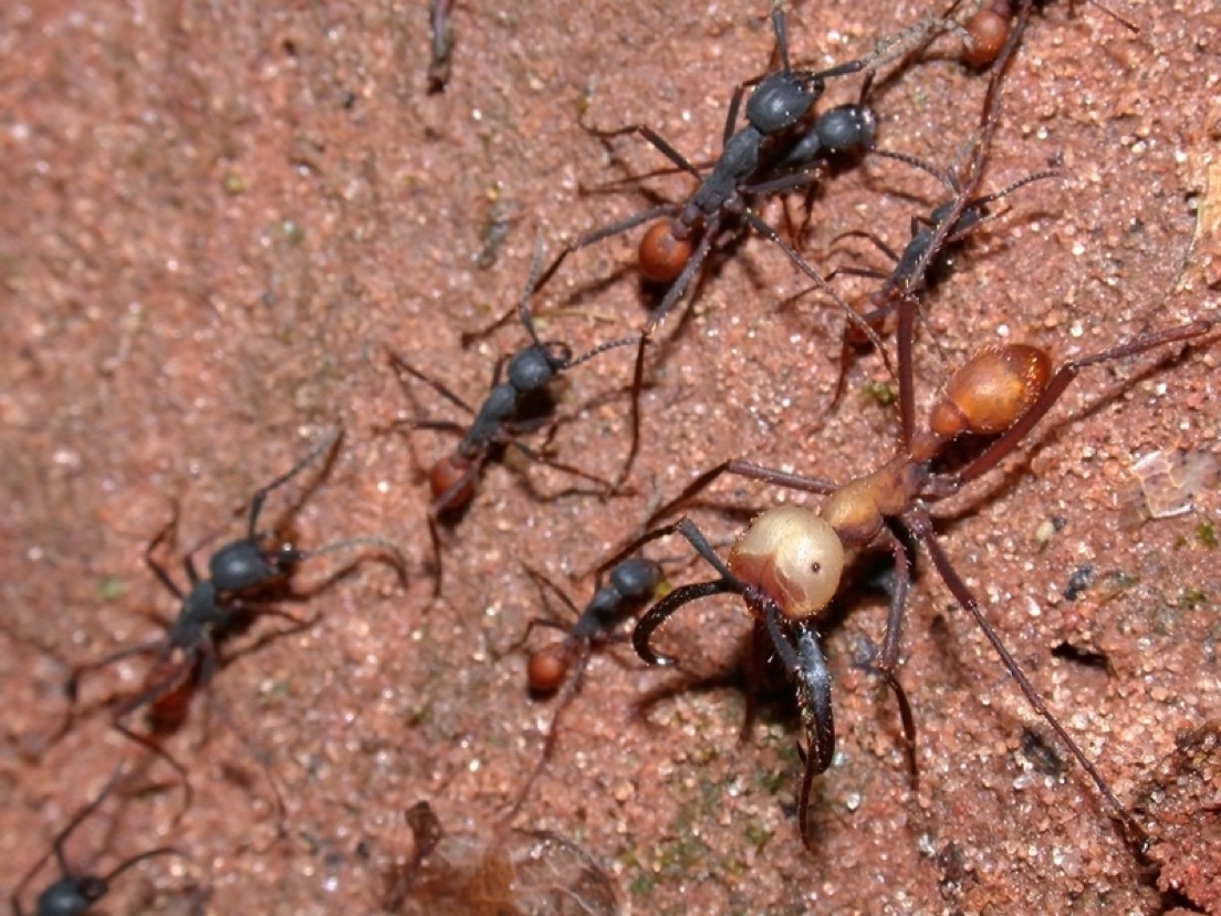 soldier ant
