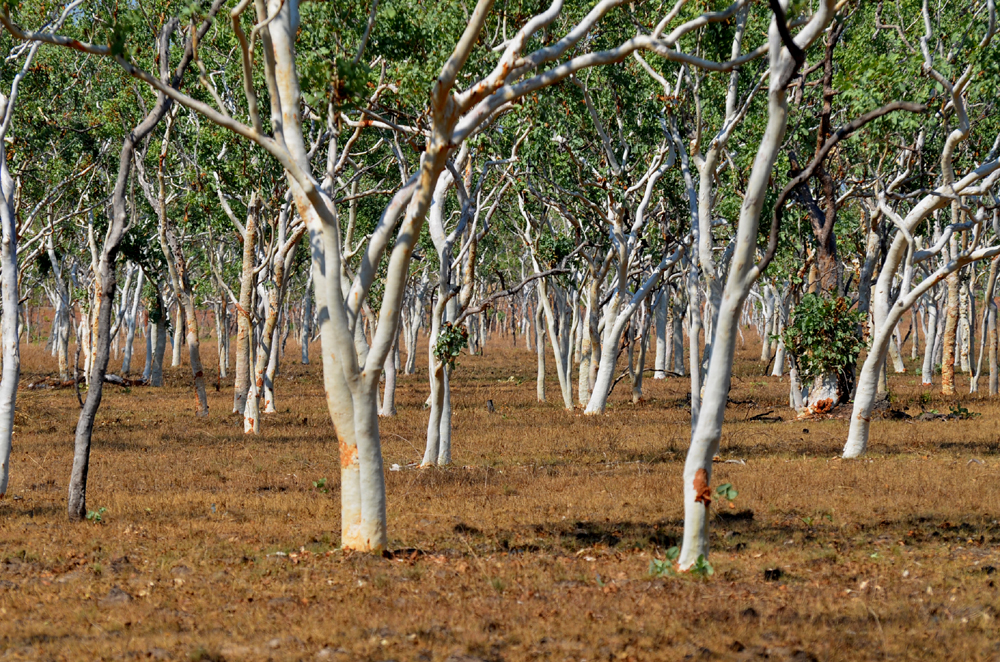Gumtree, White