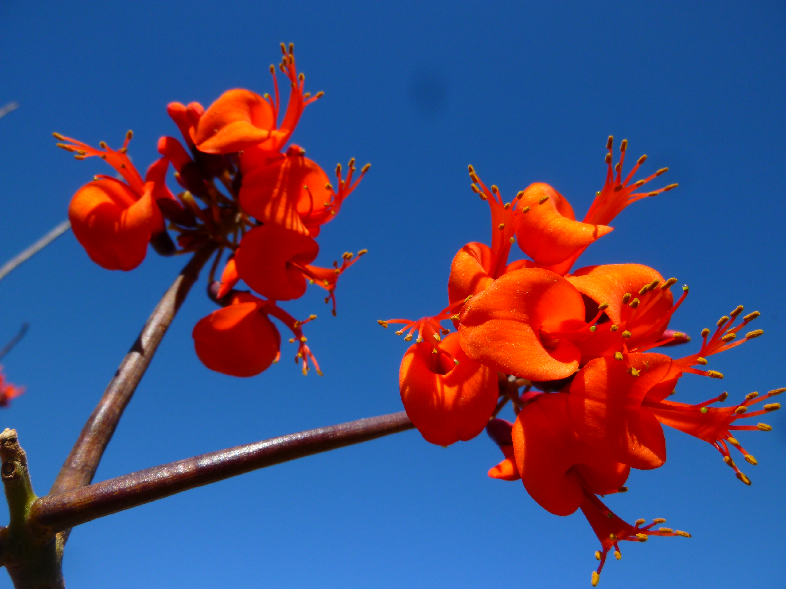 Coral tree