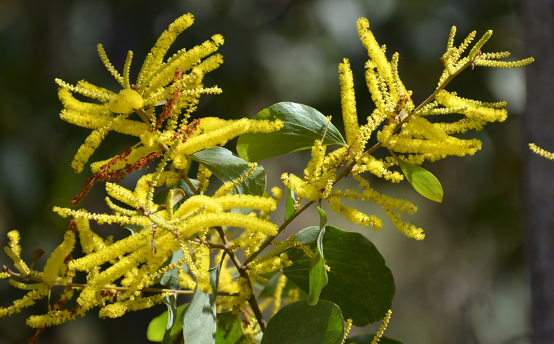 Wattle, Swamp