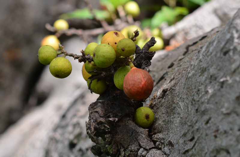 Fig, Cluster