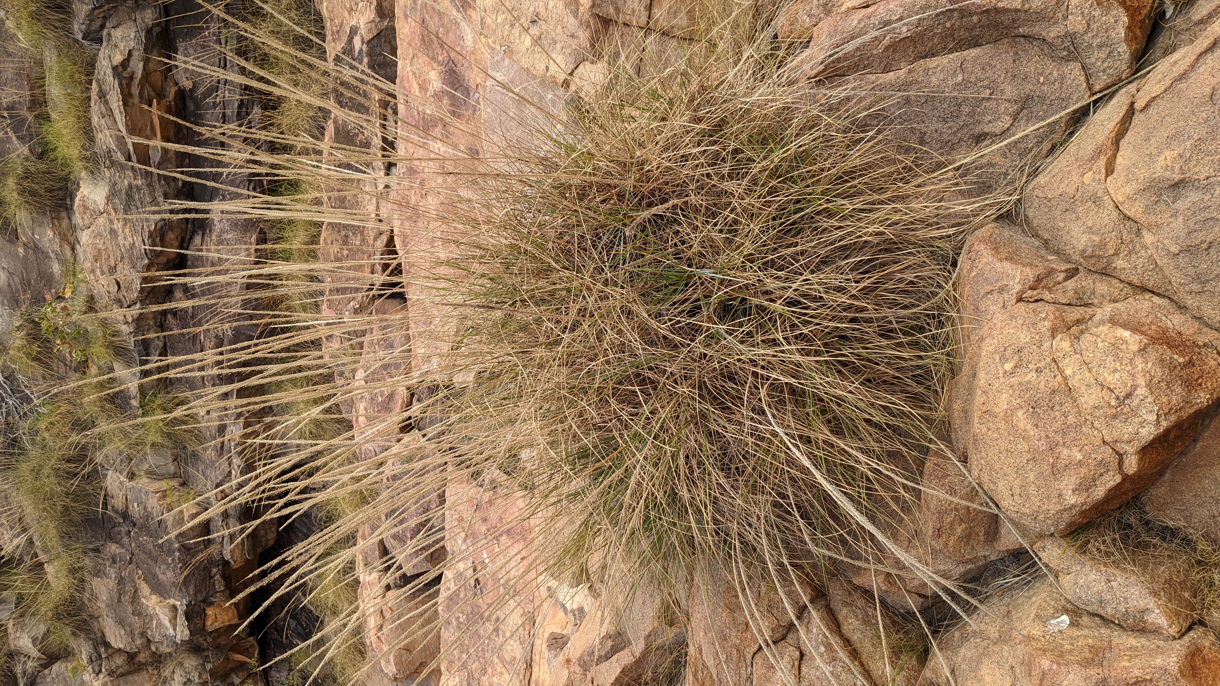 Spinifex