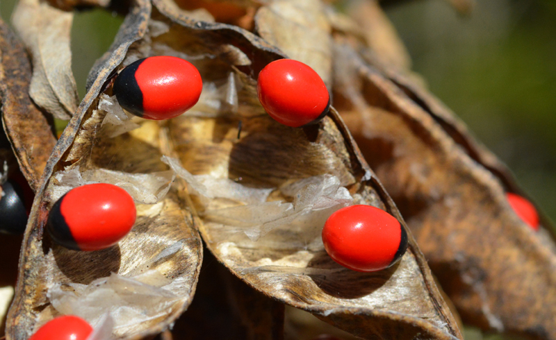 Jungle Beads