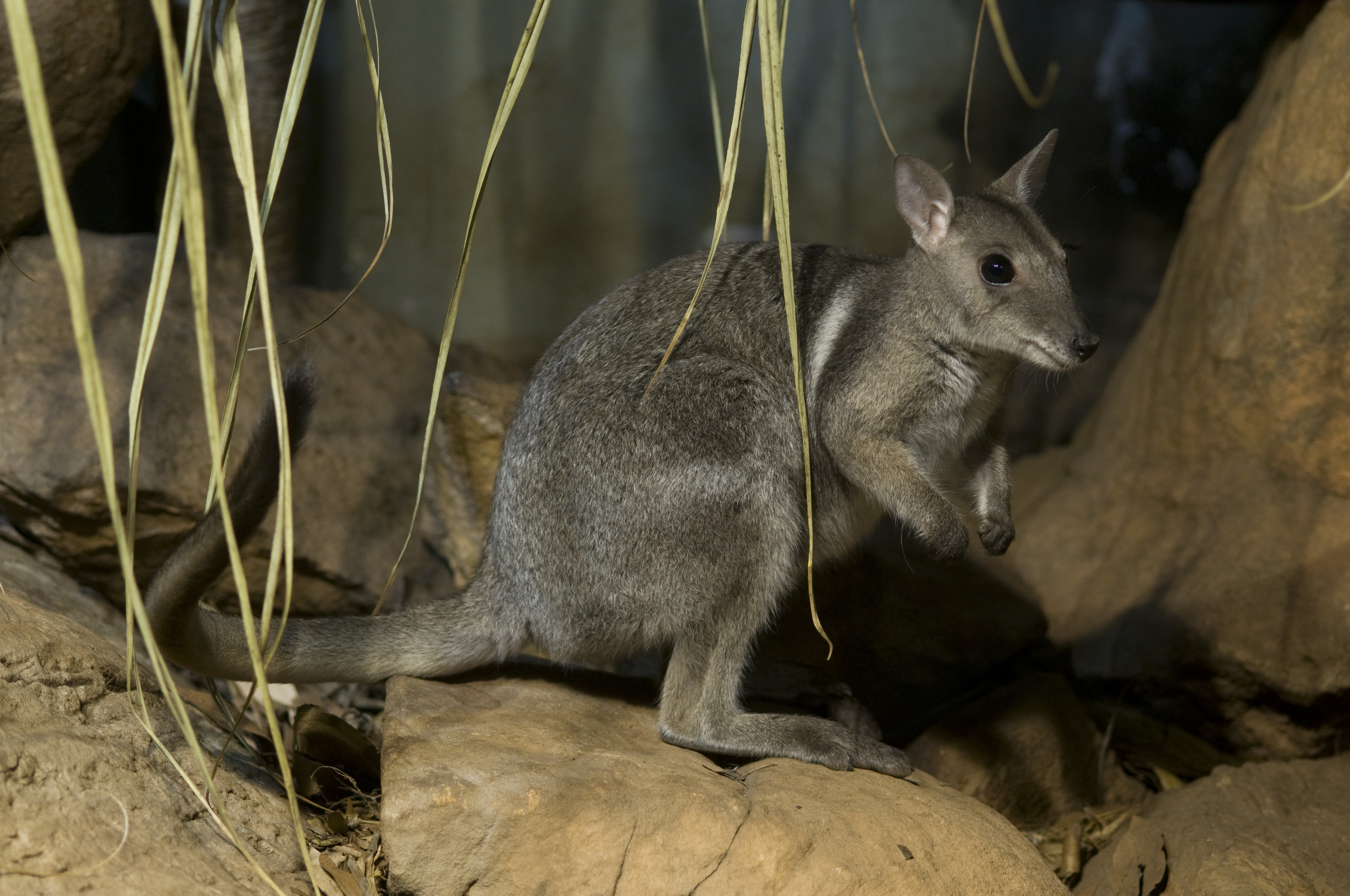 Wallaby, Short-eared Rock (male and female)