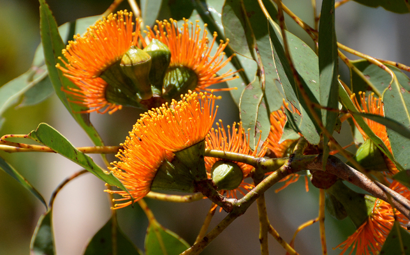 Gumtree, Woolybutt