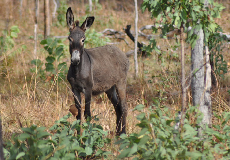 Donkey