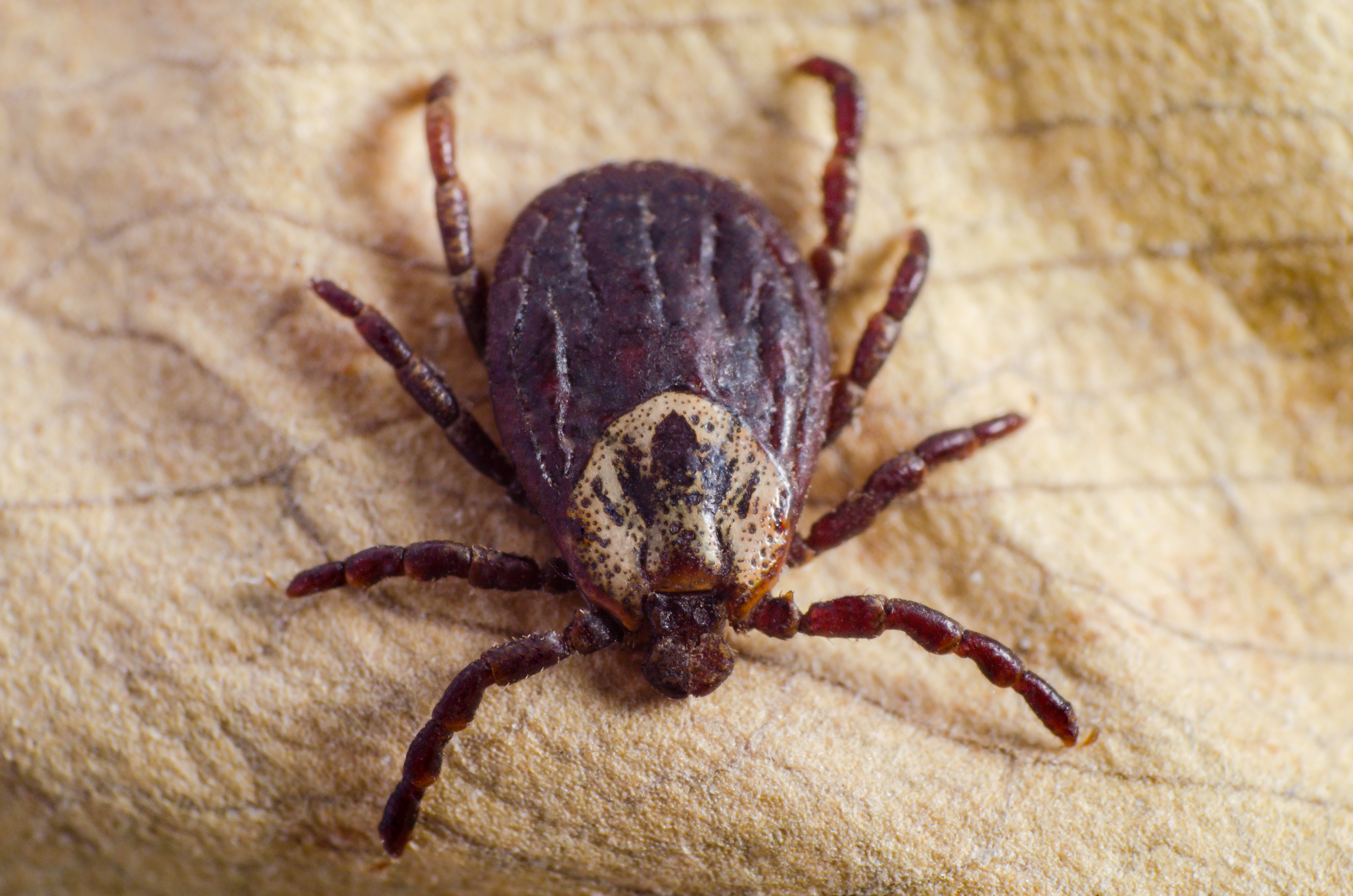 Tick