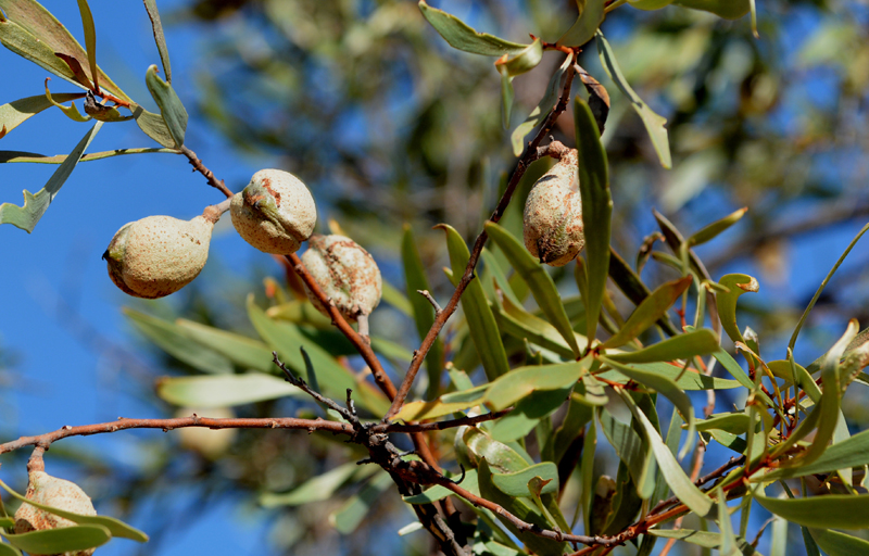 Hakea, Yellow