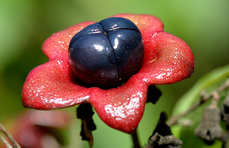 Lolly Bush