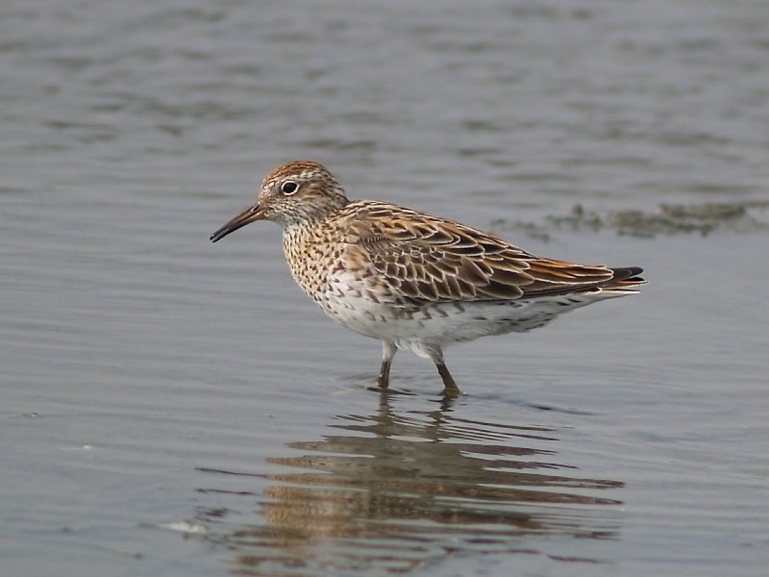 Sandpiper bird