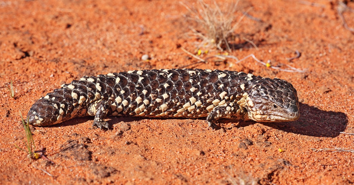 lizard