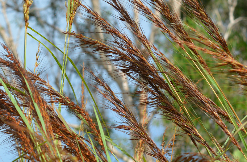 Grass, Spear