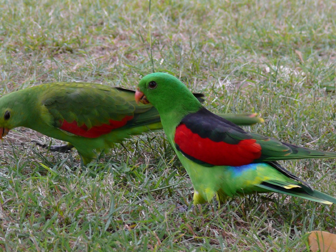 parrot