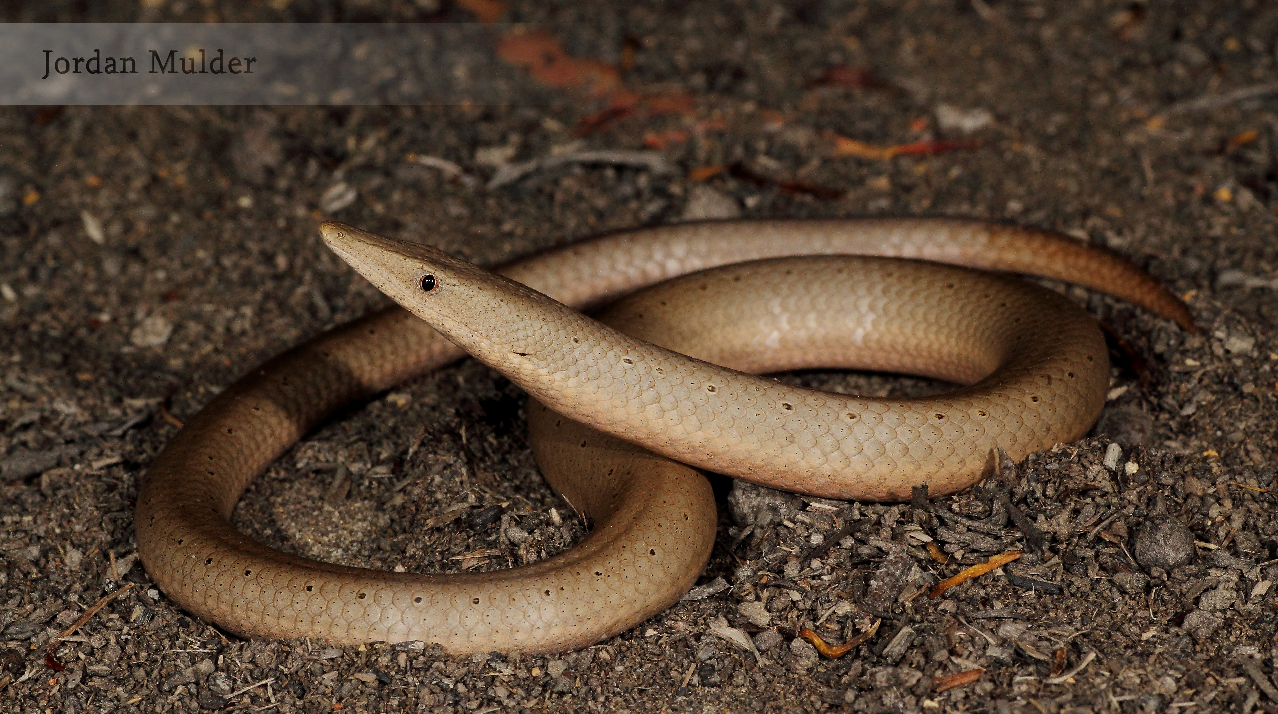 Lizard, Burton’s Legless