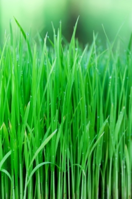 grass