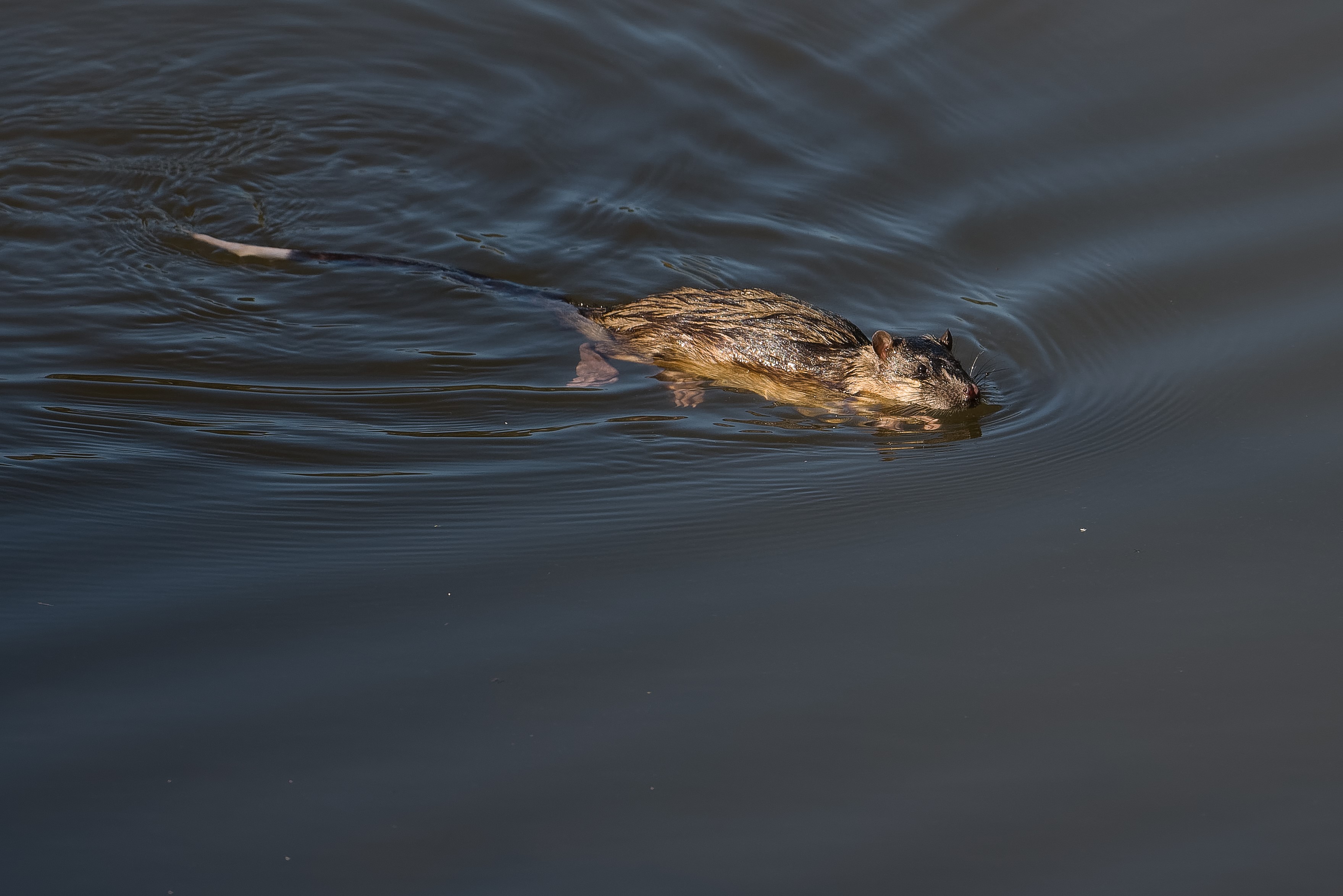 Rat, Water