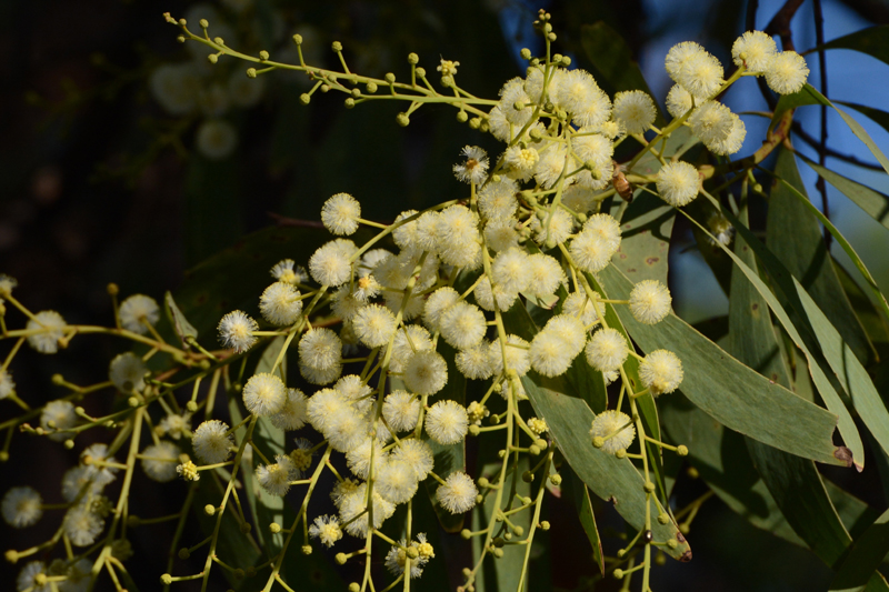 Wattle