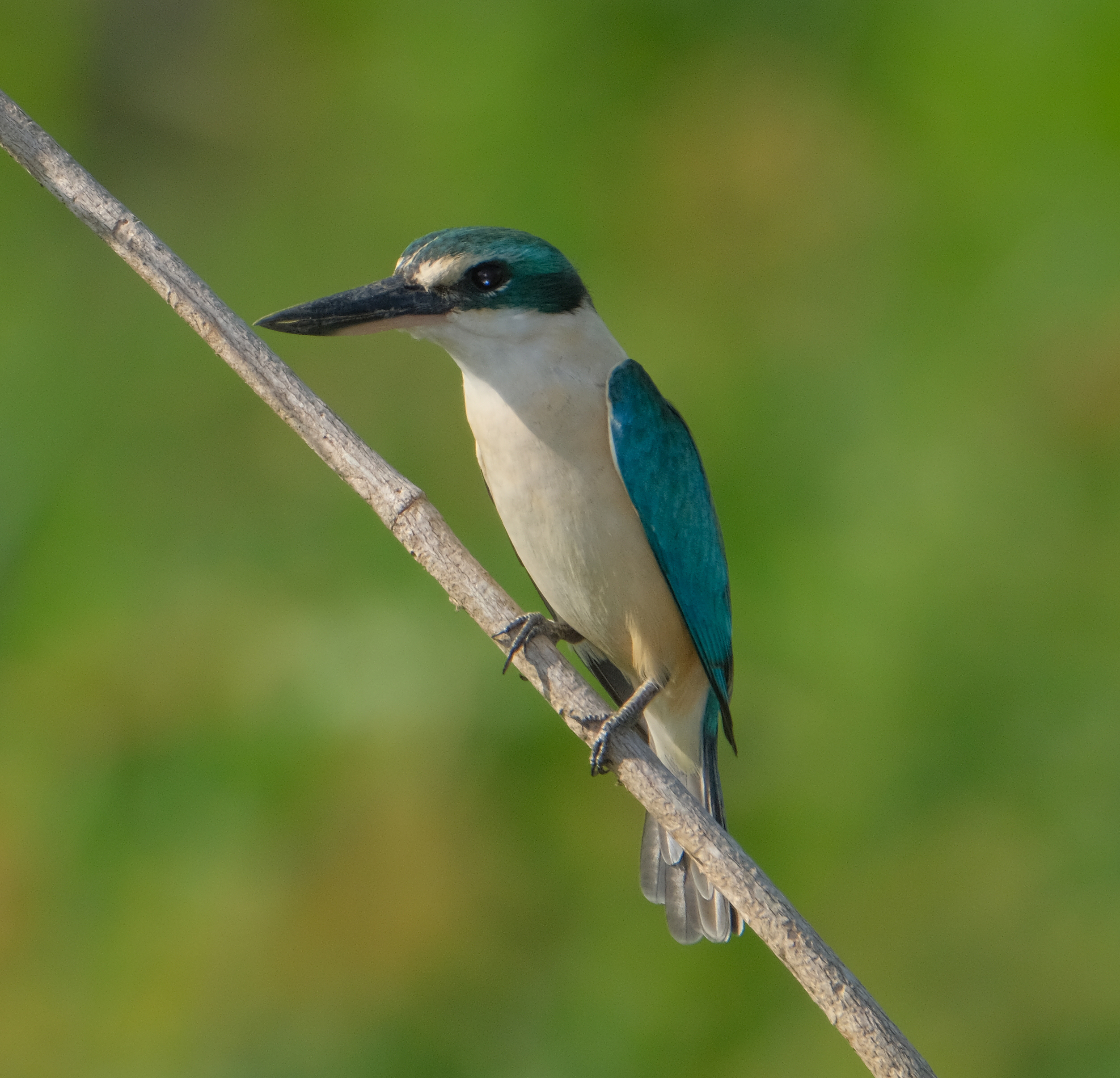Kingfisher, Sacred