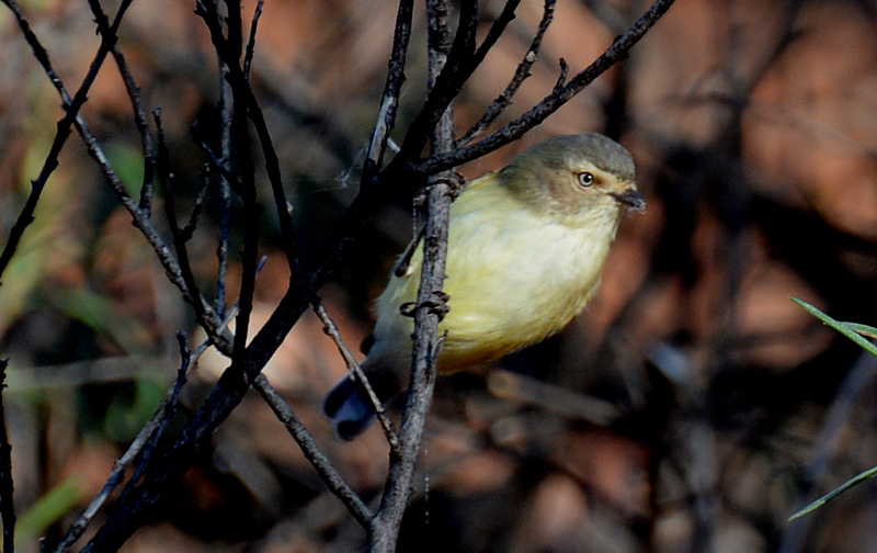 Weebill