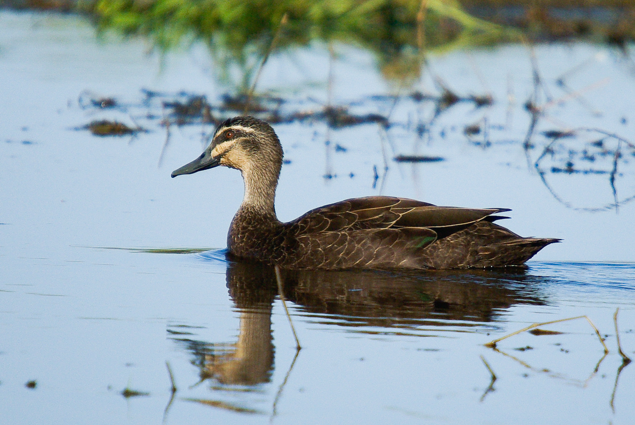 Duck, Black