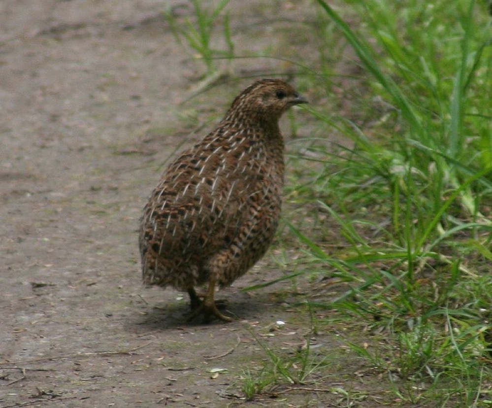 quail