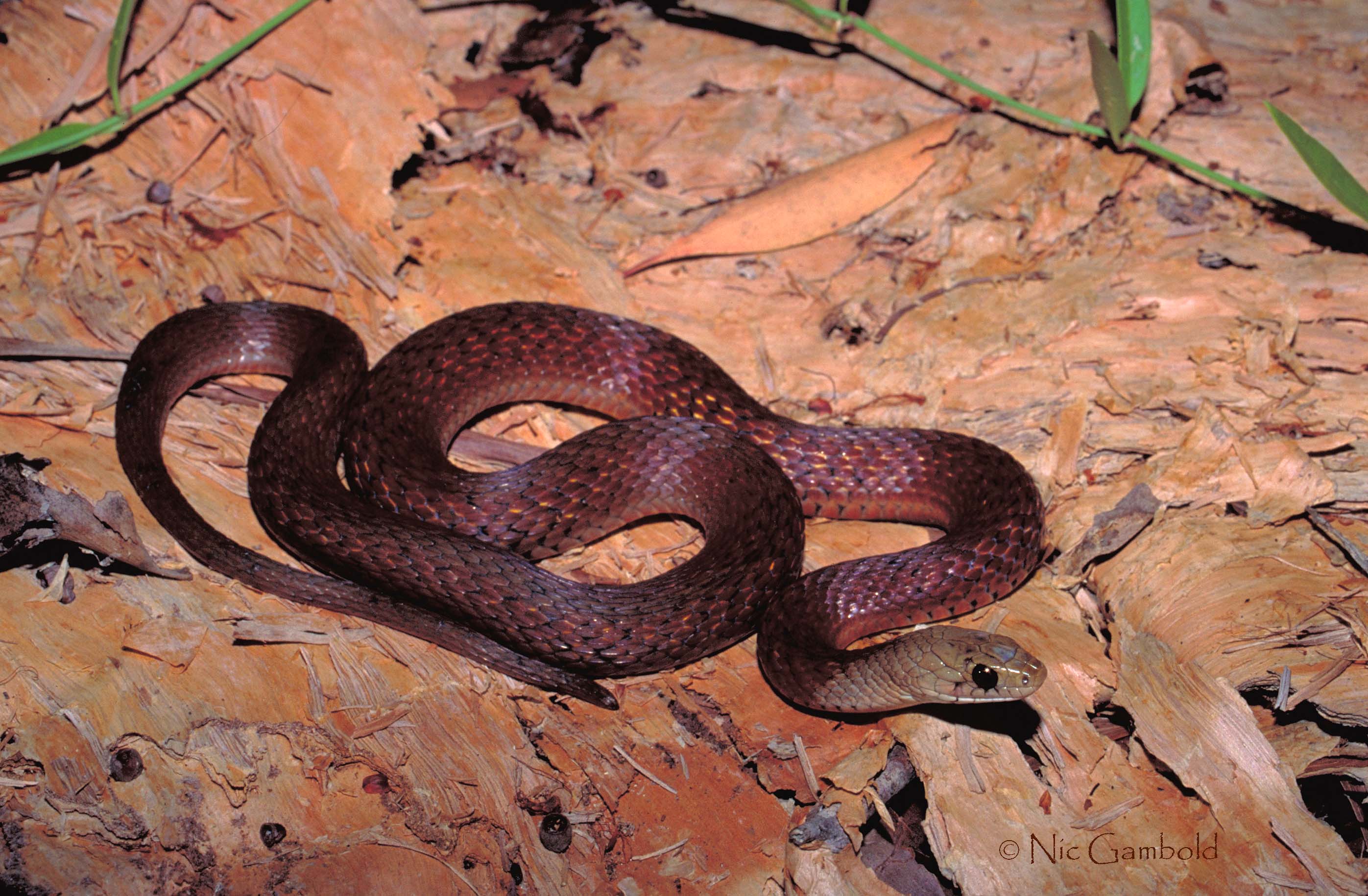 Snake, Freshwater