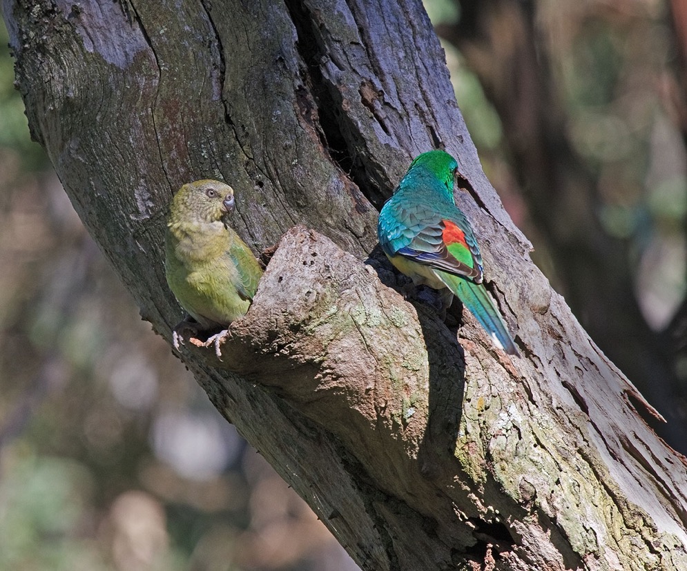 parrot