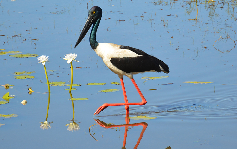 Jabiru